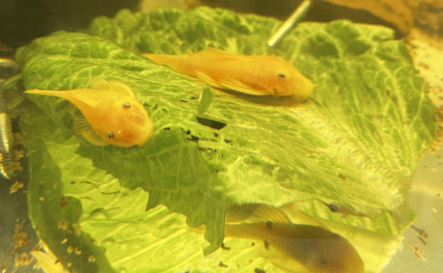 Can My Plecos Eat Leafy Vegetables?