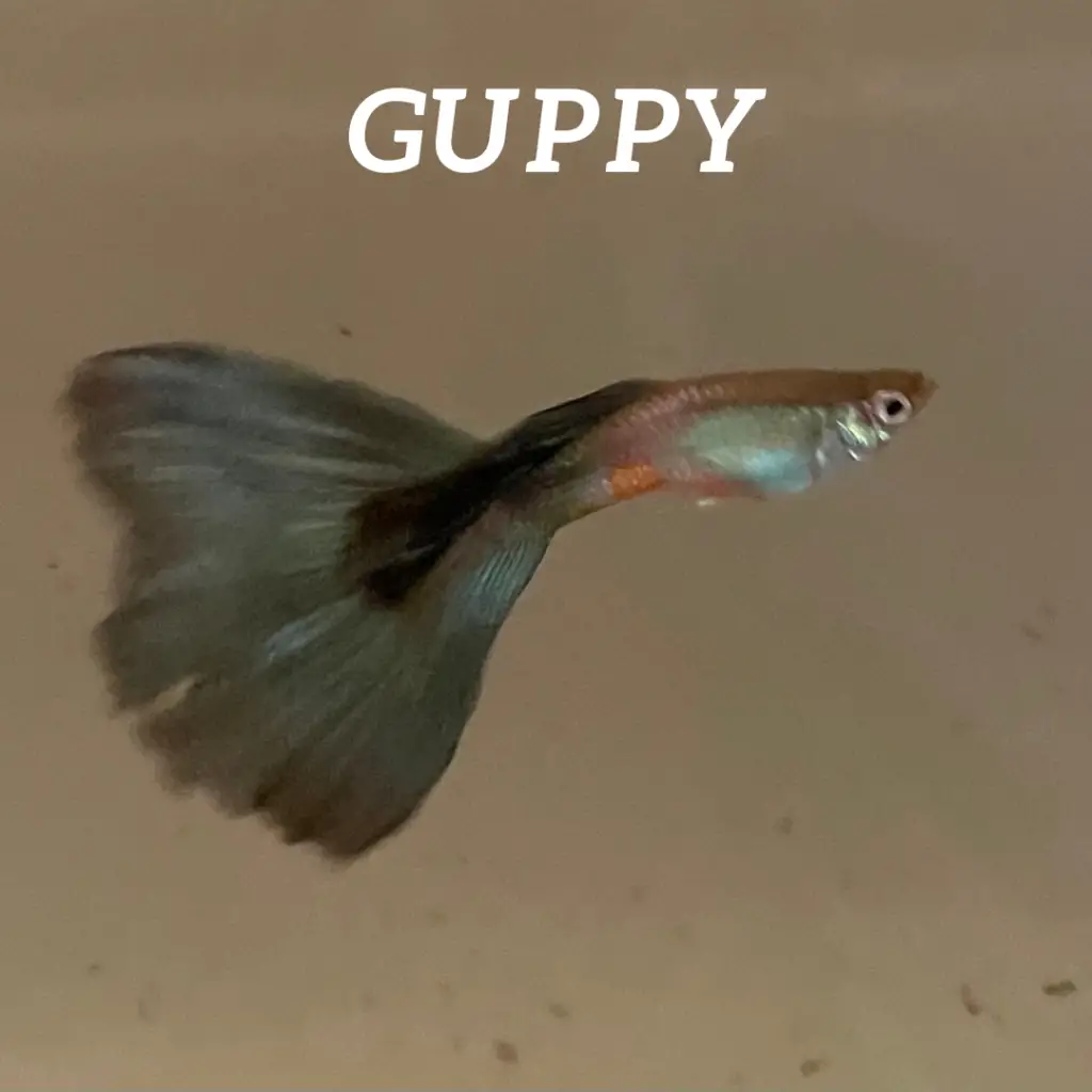 American Green Guppy-Guppy Article Category  Generational Aquatics