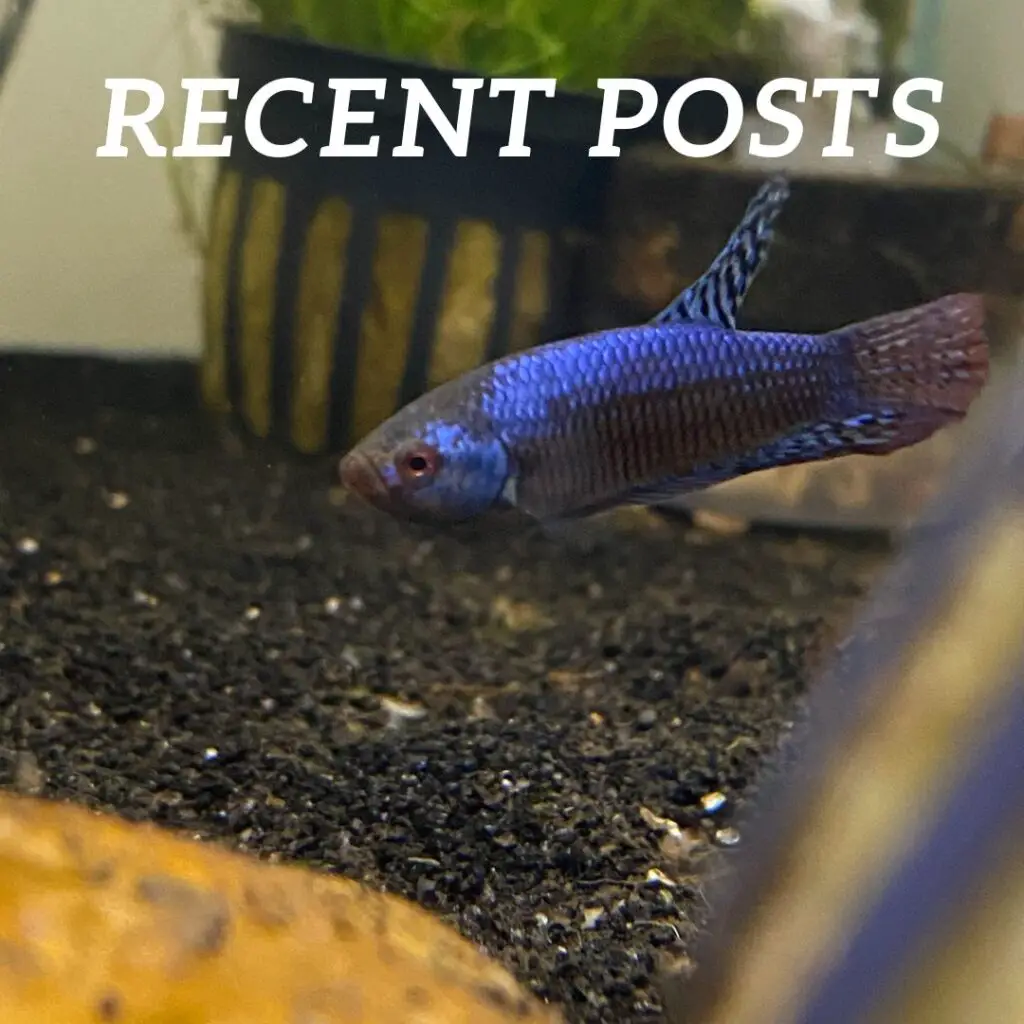 Blue Alien Betta Fish-Generational Aquatics Recent Posts Category Generational Aquatics