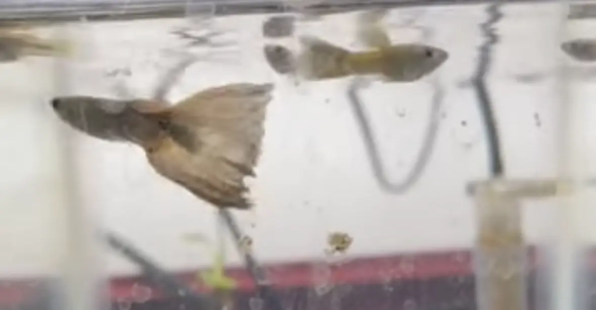Do Plecos Eat Guppies?