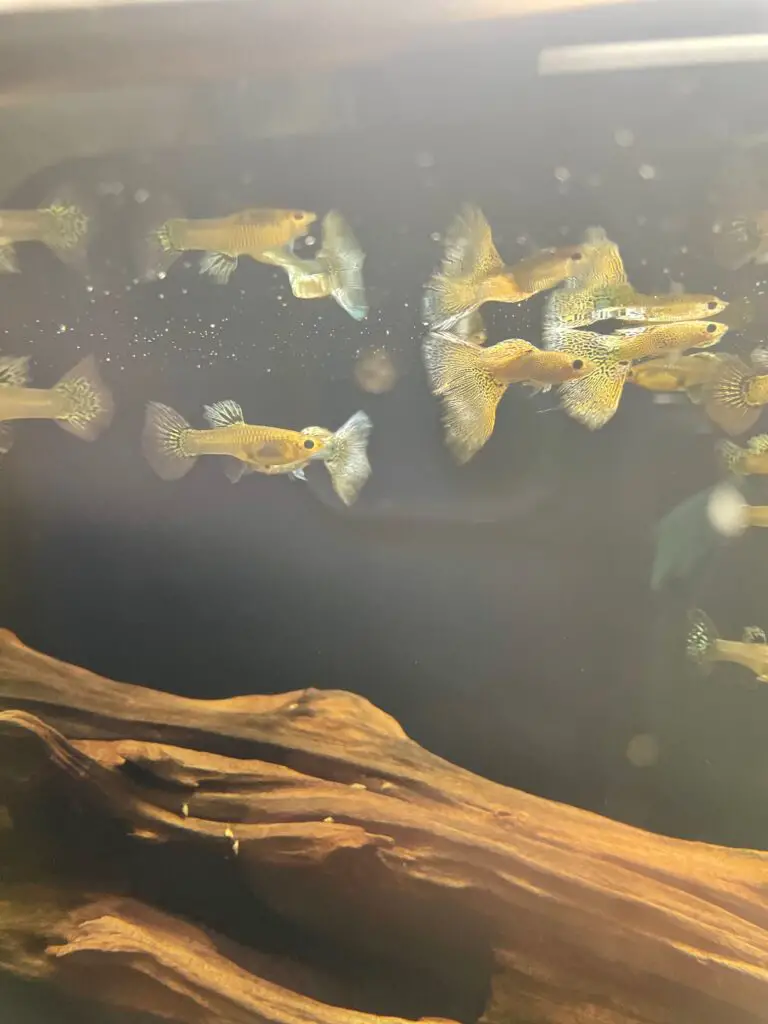Can You Keep Guppies In An Outdoor Pond?